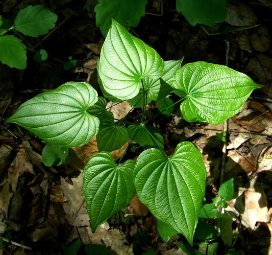 Revelando o Poder do Wild Yam: Um Segredo Natural para Cuidados com a Pele Anti-Envelhecimento