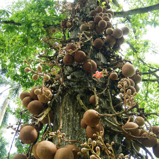 Bertholletia Excelsa - o alívio completo para a pele comprometida