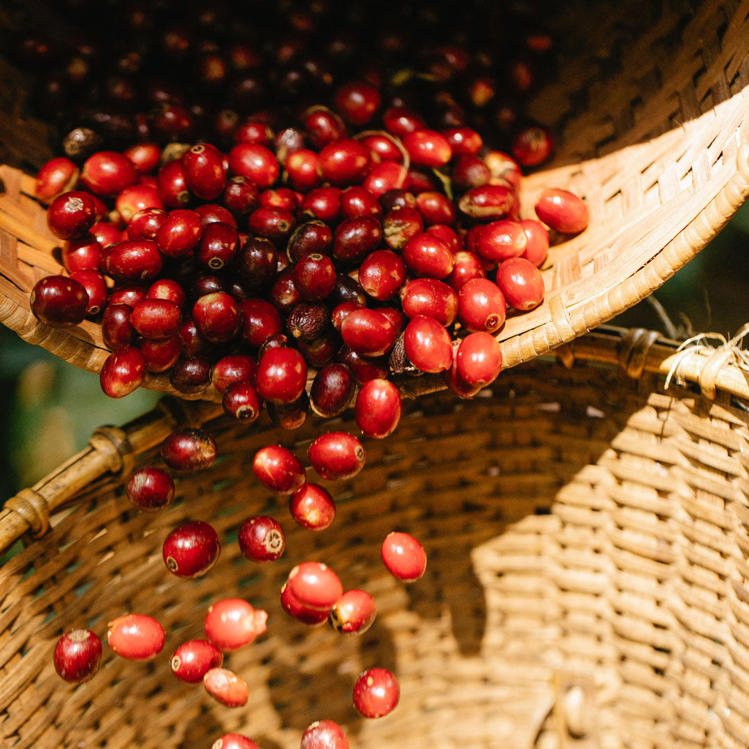 Descubra o Segredo Antienvelhecimento dos Biopeptídeos de Cranberry!